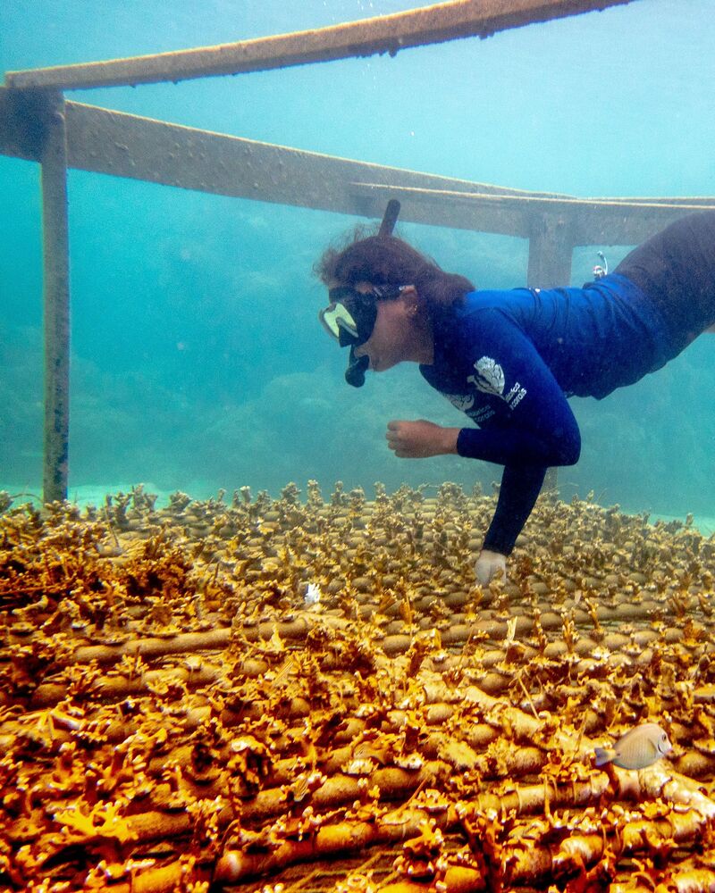 Ocean conservancy in Brazilian waters (3)