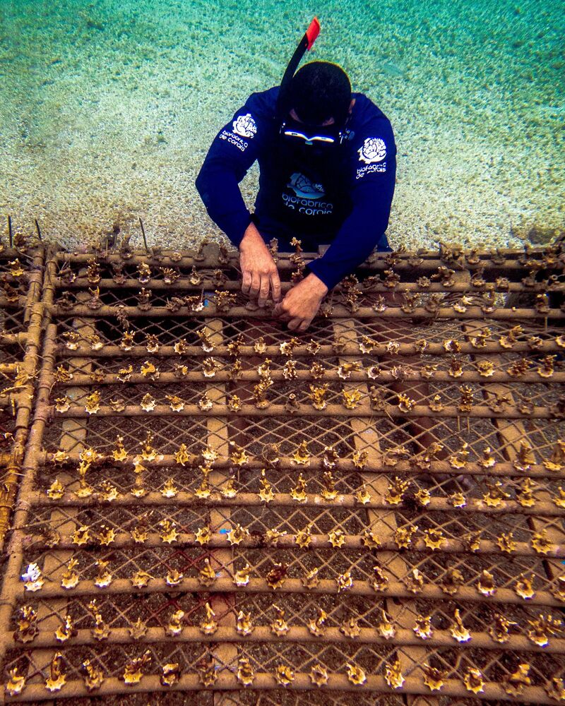 Ocean conservancy in Brazilian waters (4)