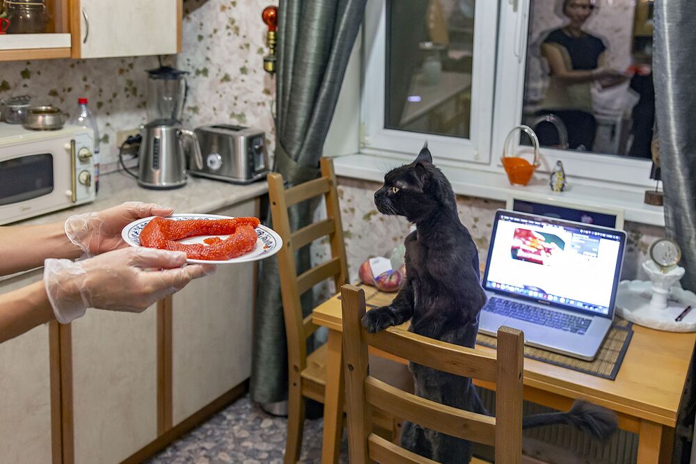 Рыбы и коты (2)