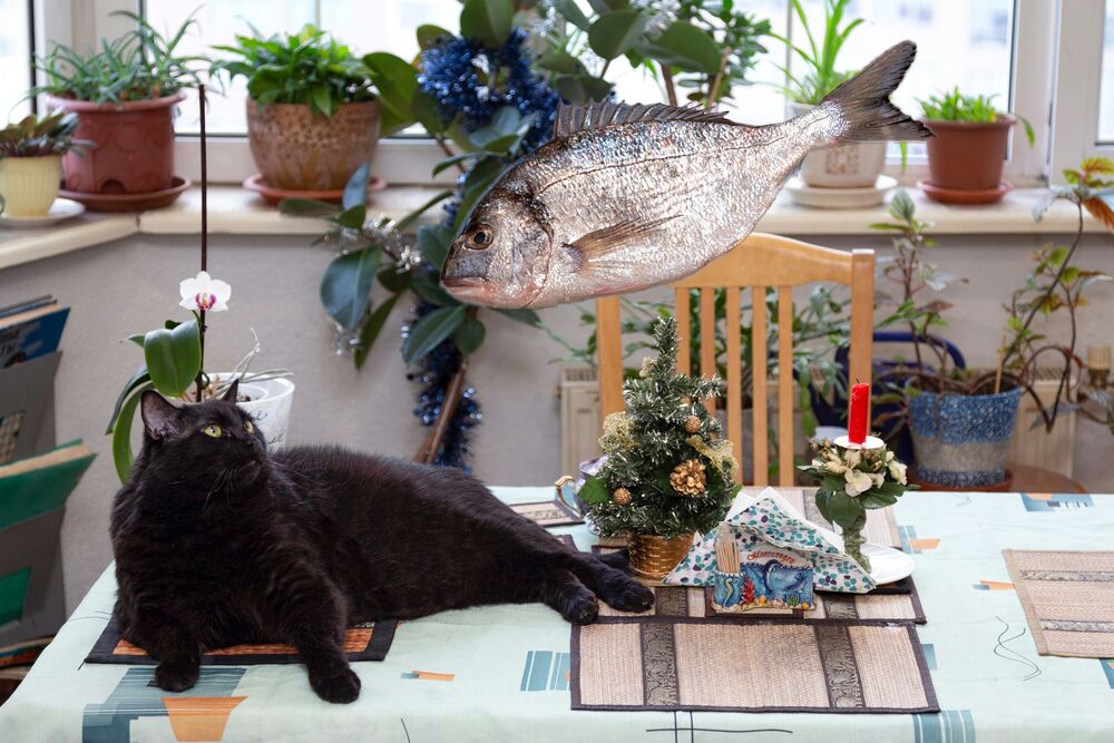 Рыбы и коты (8)