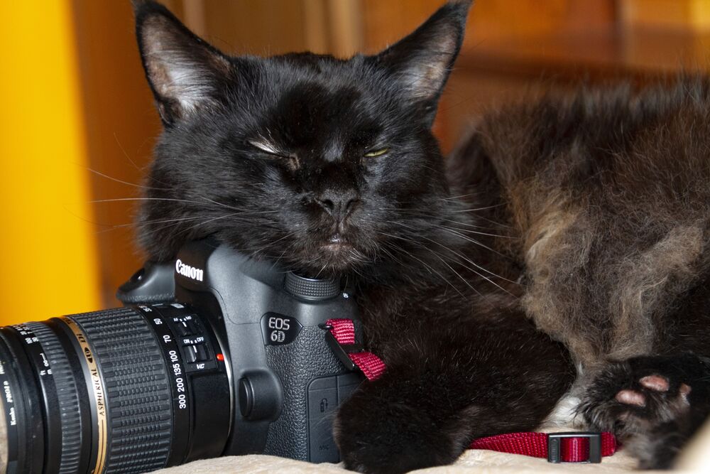 Рыбы и коты (9)