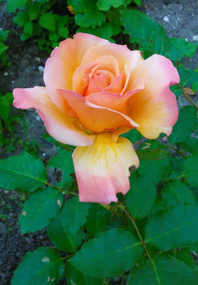 Roses are the joy of the world. Розы - радость мира. (2)