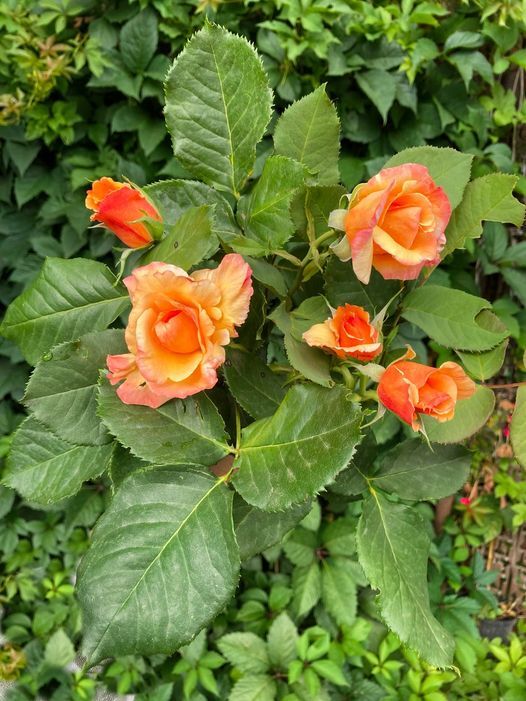 Roses are the joy of the world. Розы - радость мира. (3)