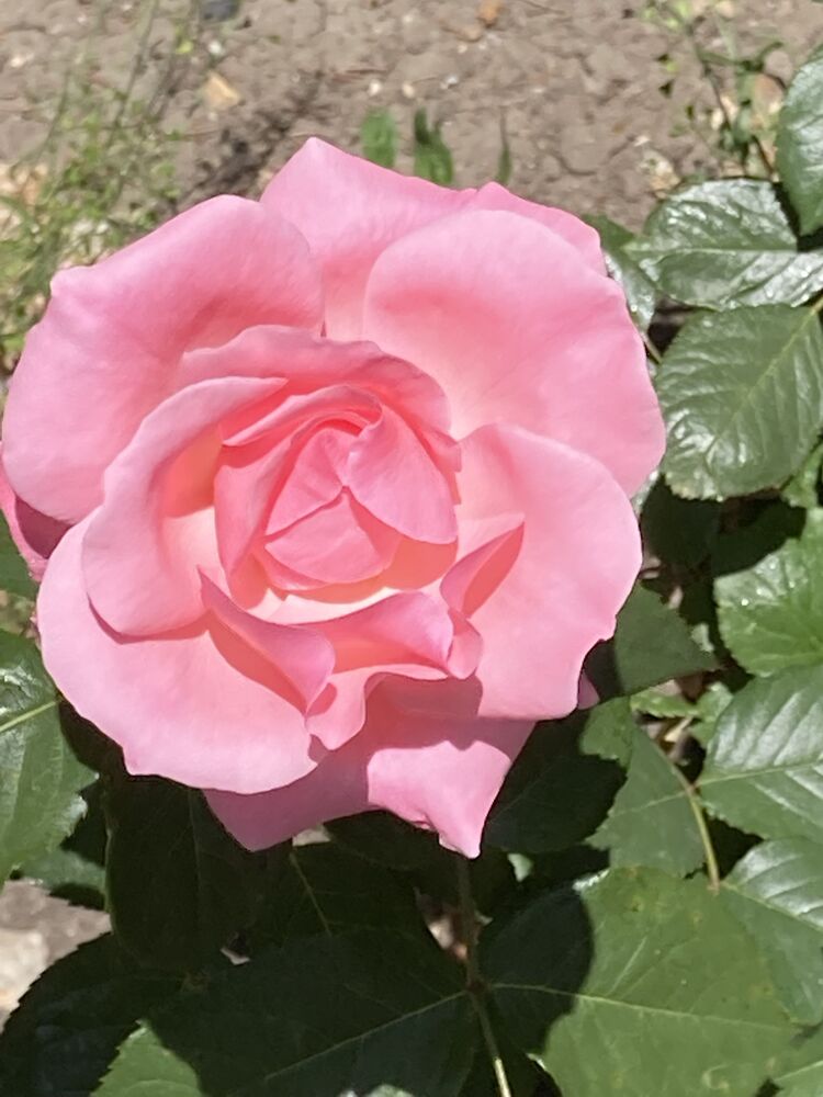 Roses are the joy of the world. Розы - радость мира. (4)