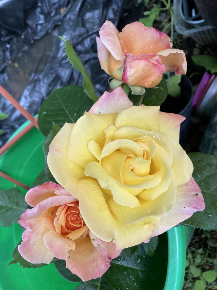 Roses are the joy of the world. Розы - радость мира. (5)