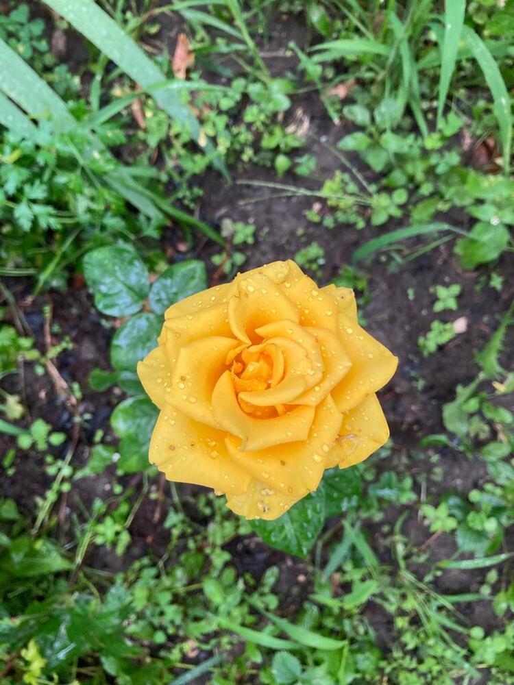 Roses are the joy of the world. Розы - радость мира. (6)