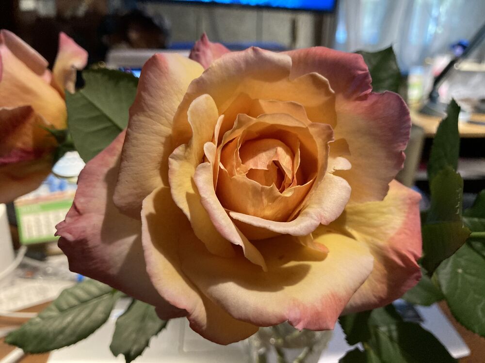 Roses are the joy of the world. Розы - радость мира. (7)
