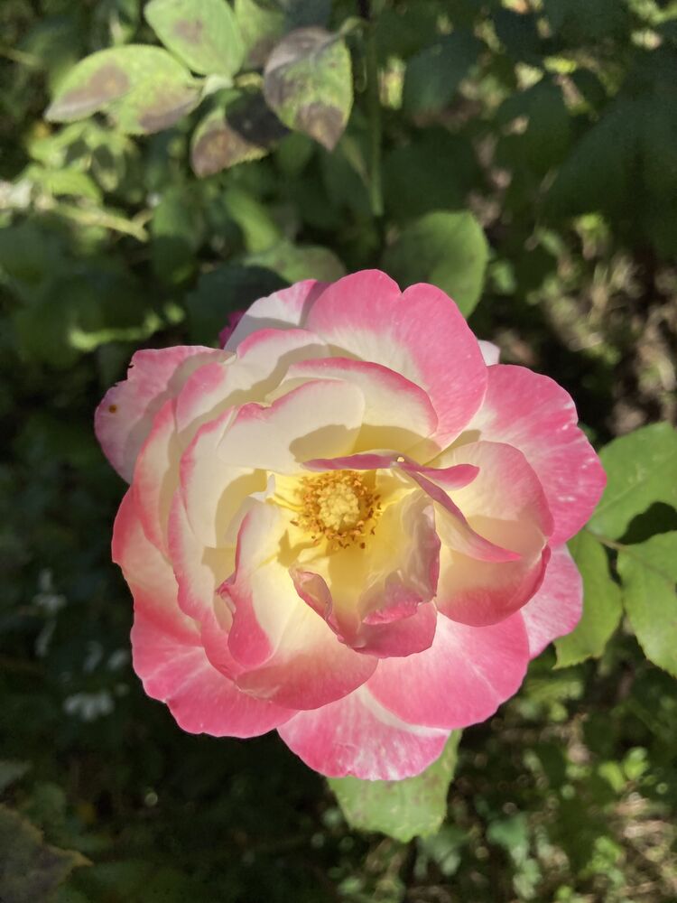 Roses are the joy of the world. Розы - радость мира. (8)