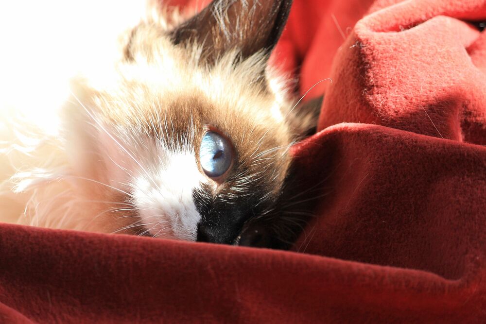 Photo #8815057 (7)