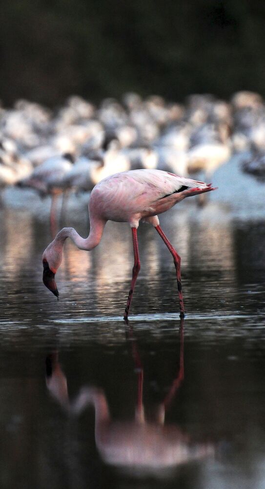 Flamingo Series (2)