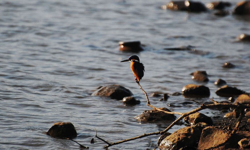 Bird Series (4)