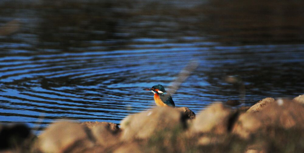 Bird Series (5)