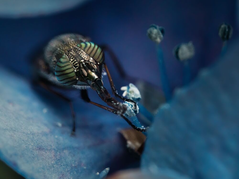 Cute is Full of Bug (5)