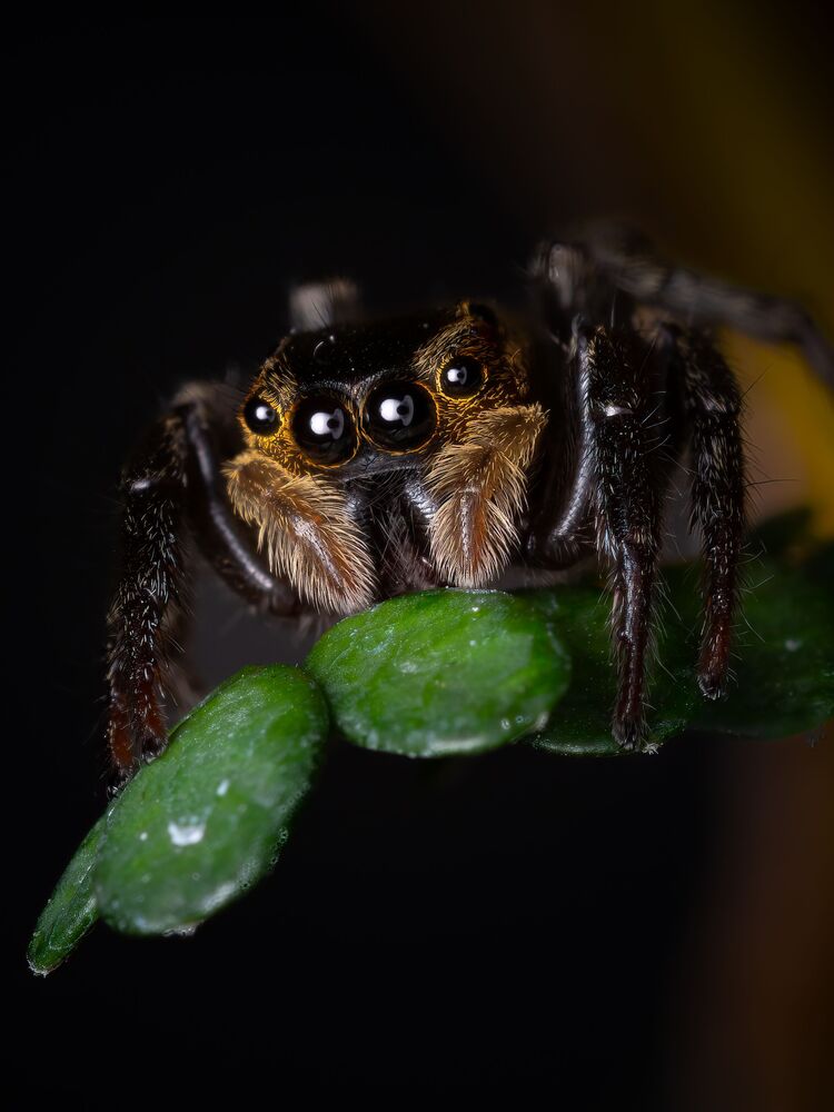 Cute is Full of Bug (6)