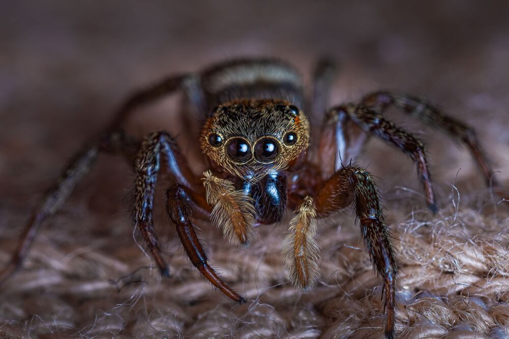 Cute is Full of Bug (2)
