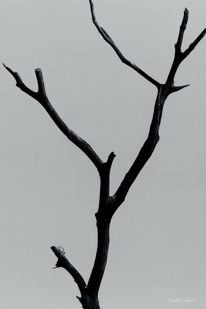 Série Segue Seco (2)