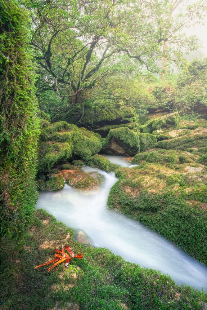 The green of nature (4)