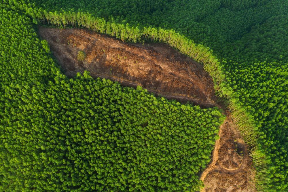 The green of nature (7)