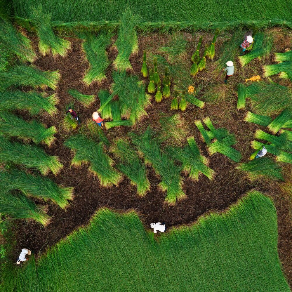 The green of nature (8)