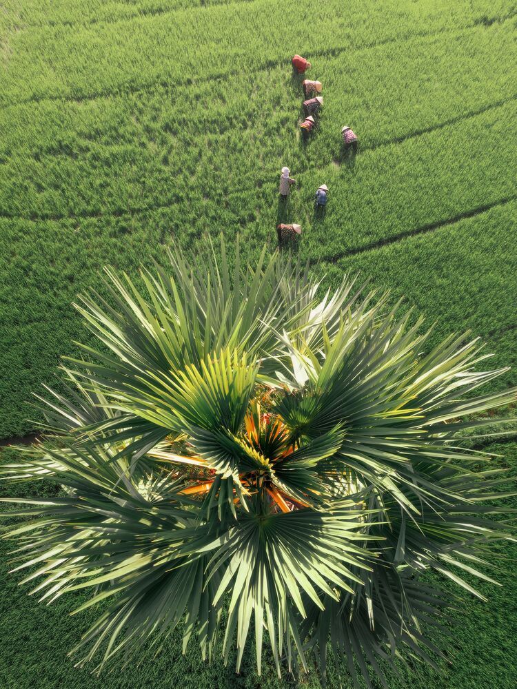 The green of nature (9)