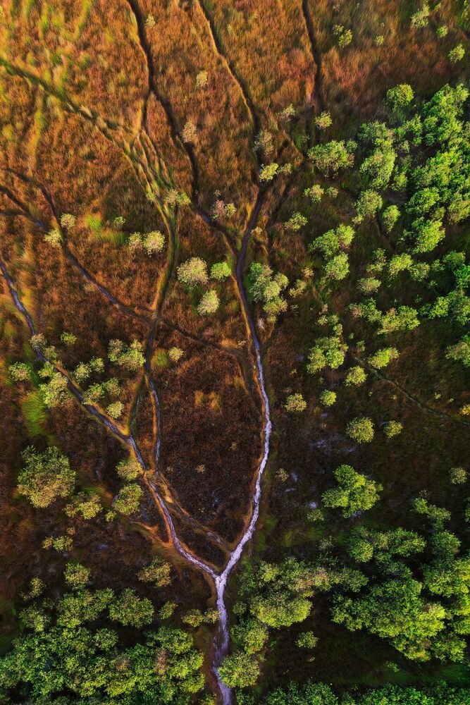 The green of nature (10)
