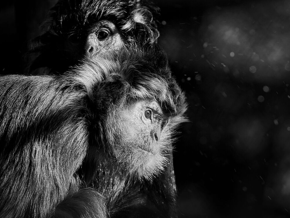 Monkey Life (2)