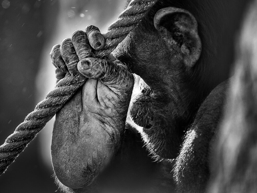Monkey Life (3)