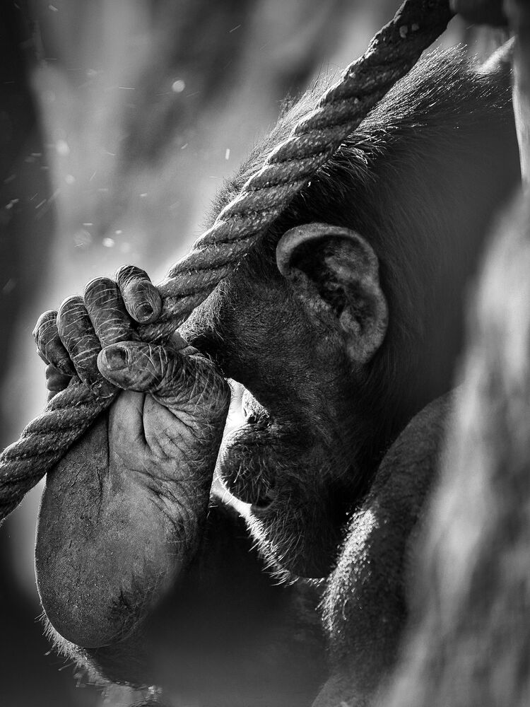 Monkey Life (4)