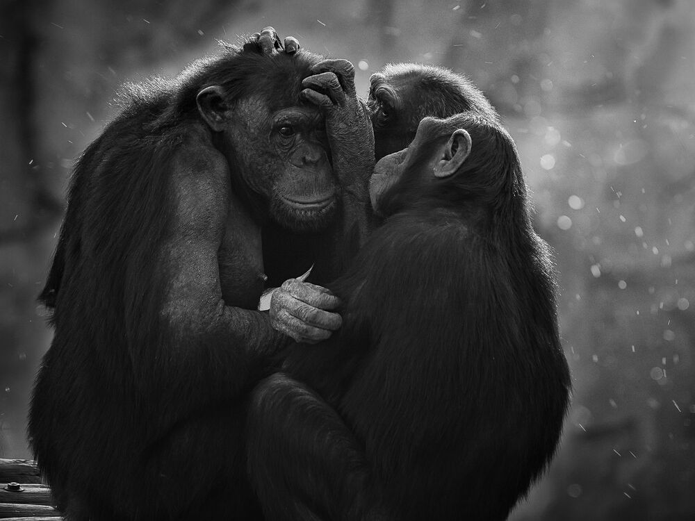 Monkey Life (5)