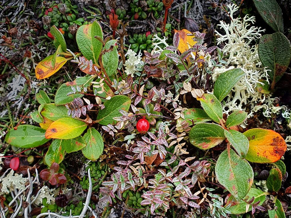 Tundra plants of Kamchatka peninsula (3)
