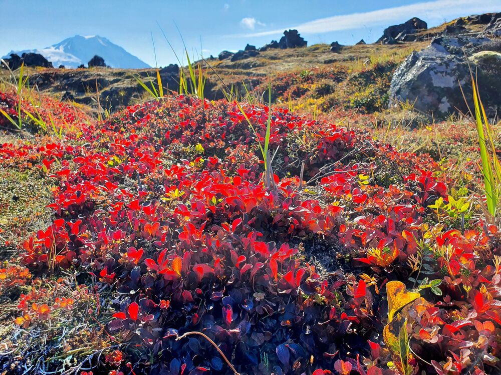 Tundra plants of Kamchatka peninsula (4)