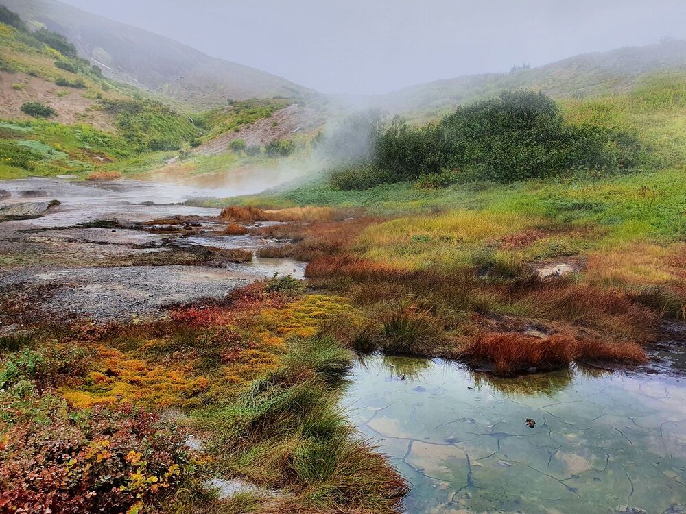 Tundra plants of Kamchatka peninsula (5)