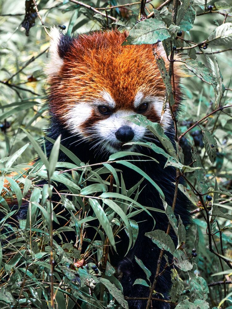 Wild Chinese Red Panda (3)