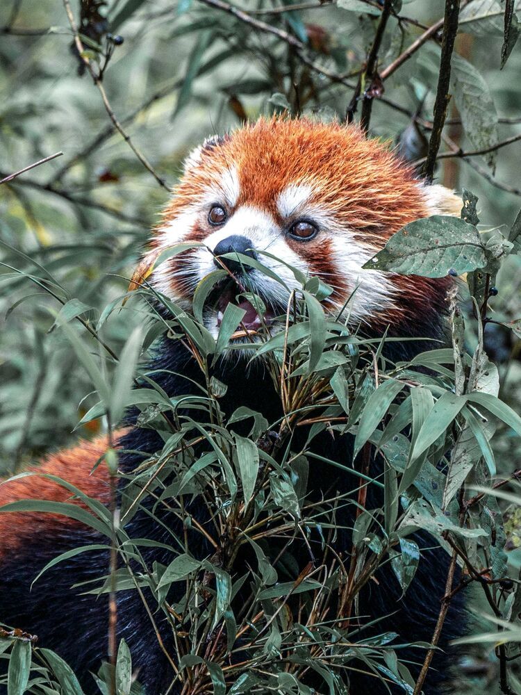 Wild Chinese Red Panda (2)