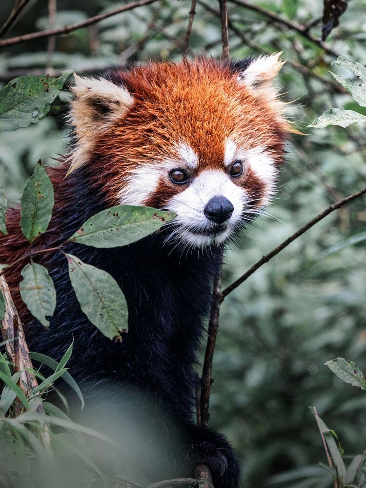 Wild Chinese Red Panda (5)
