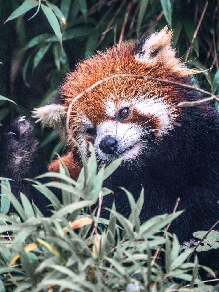 Wild Chinese Red Panda (10)