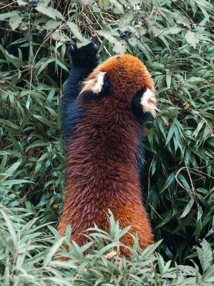 Wild Chinese Red Panda (9)