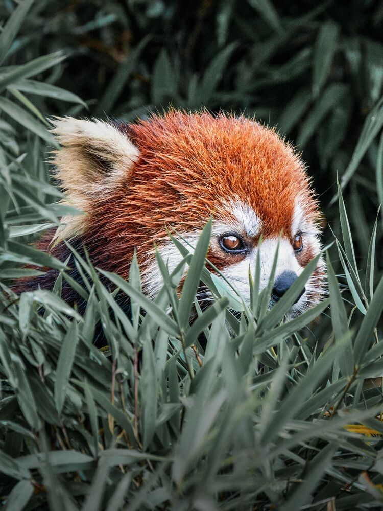 Wild Chinese Red Panda (8)