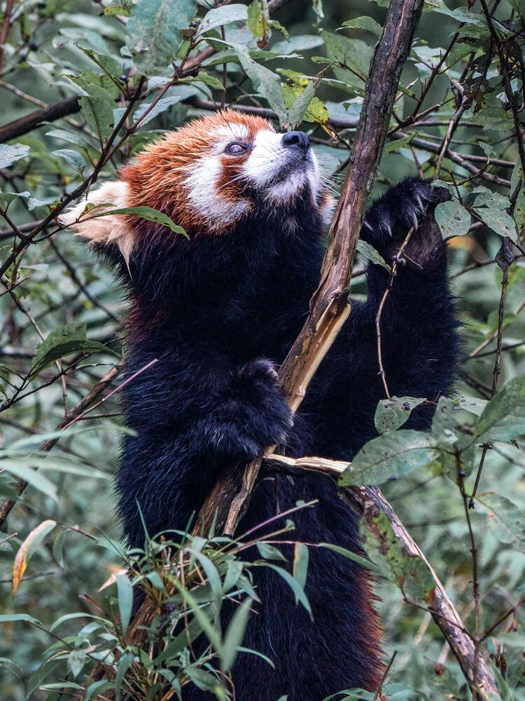 Wild Chinese Red Panda (7)