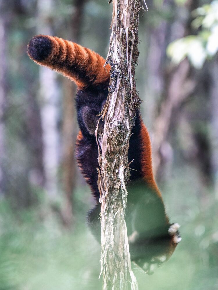 Wild Chinese Red Panda (6)