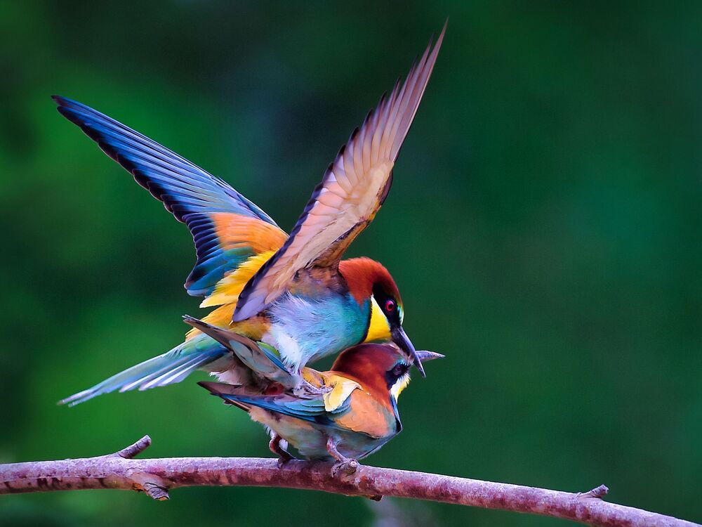 Beautiful Birds (2)
