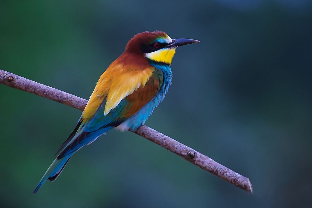 Beautiful Birds (3)