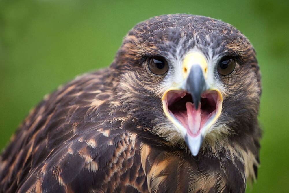 Beautiful Birds (4)