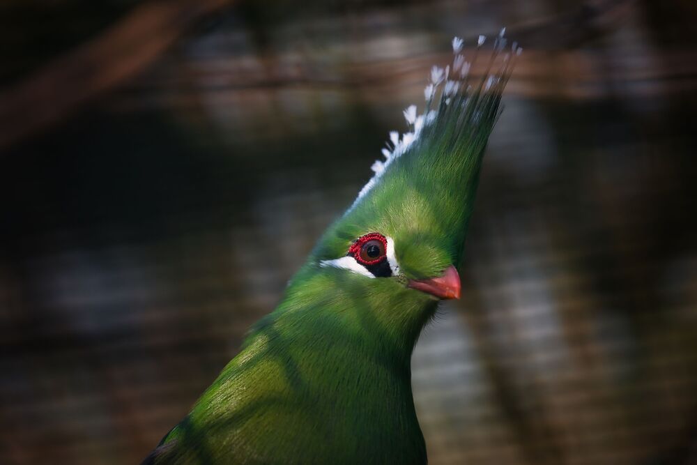 Beautiful Birds (5)