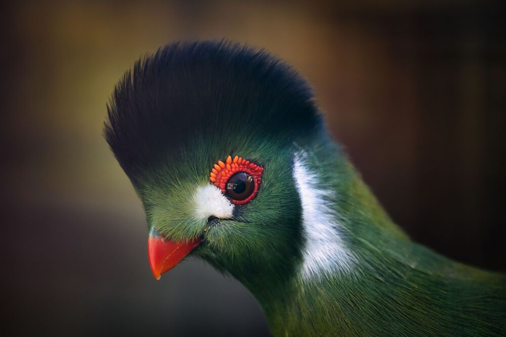 Beautiful Birds (6)