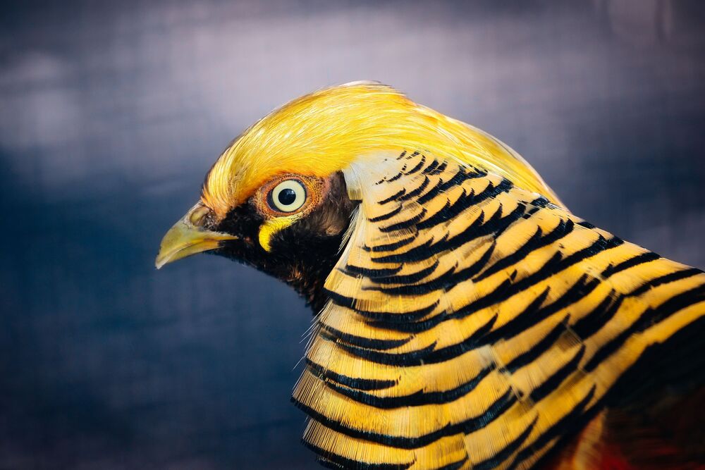 Beautiful Birds (7)