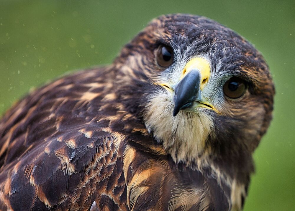 Beautiful Birds (8)