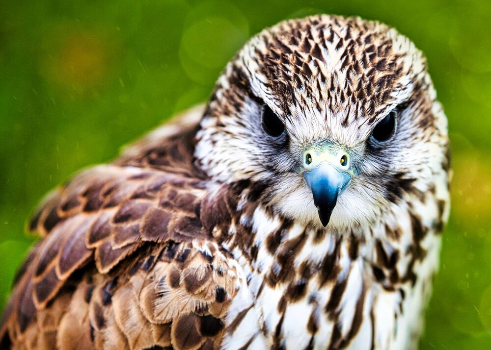 Beautiful Birds (9)
