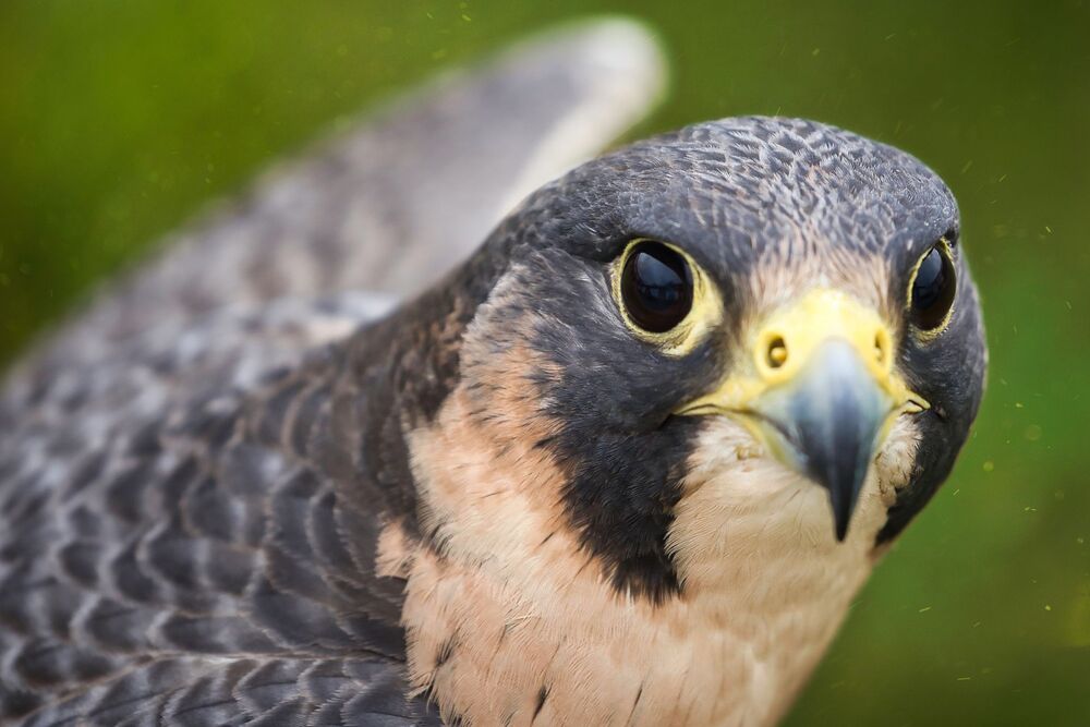Beautiful Birds (10)