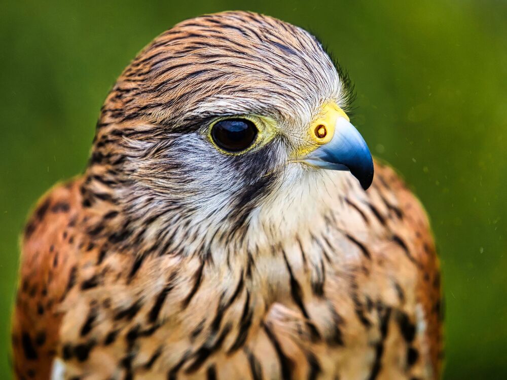 Beautiful Birds (11)